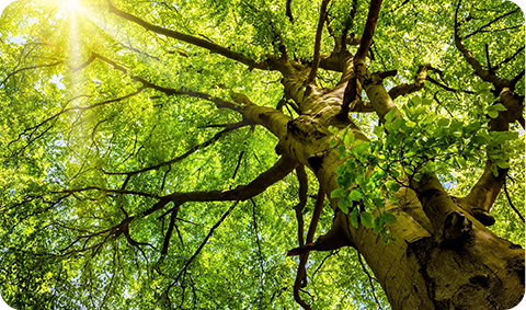 A tree with green leaves and branches in the sun.